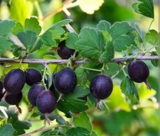 Black Velvet Gooseberry 1L pot