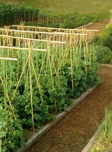 Heavy duty gardening bamboo - duty,