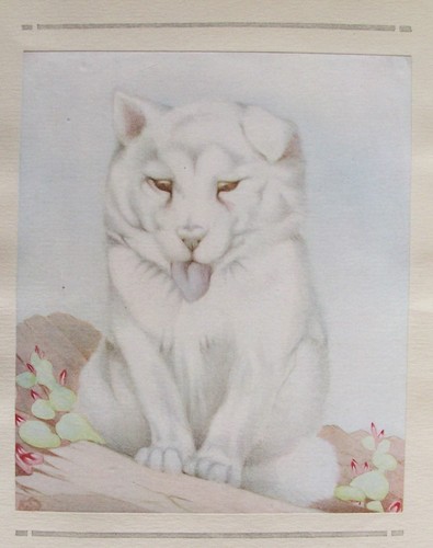 Old print samoyed - print, puppy