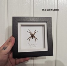Wolf Spider, Skulls, Bones