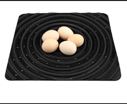 New chicken nesting - chicken,