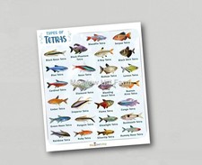 Fridge Magnet Tropical