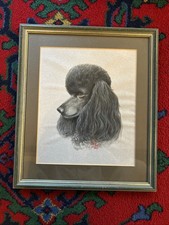 Poodle Head Study By  Artist