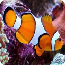 Pack Of 6 Clownfish Tropical Aluminium Coasters With Cork Feet In A Gift Box