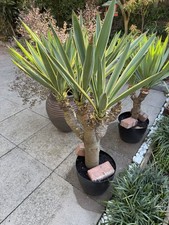 Yucca Plant Hardy for Outdoor
