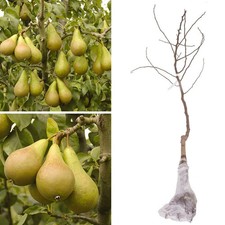 Dwarf patio conference pear - patio,