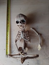 Human Fetal Skeleton Resin Replica Curiosity Macabre Goth Prop Oddity Taxidermy