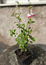 Salvia Hot Lips Herbaceous