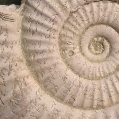 Fossil ammonite jurassic - fossil, ammonite,