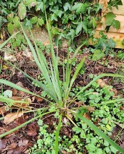 Yucca Rostrata ,Evergreen 70cm