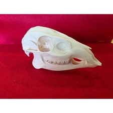 JSK12- Muntjac deer doe