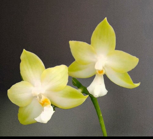 Phalaenopsis texas jewel - phalaenopsis,