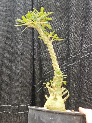 5cm live house plant - 5.5cm,