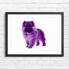 Fluffy Chow Chow Puppy