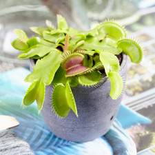 Venus Fly Trap Dionea Muscipula Tropical Carnivorous Indoor House Plant 9cm Pot