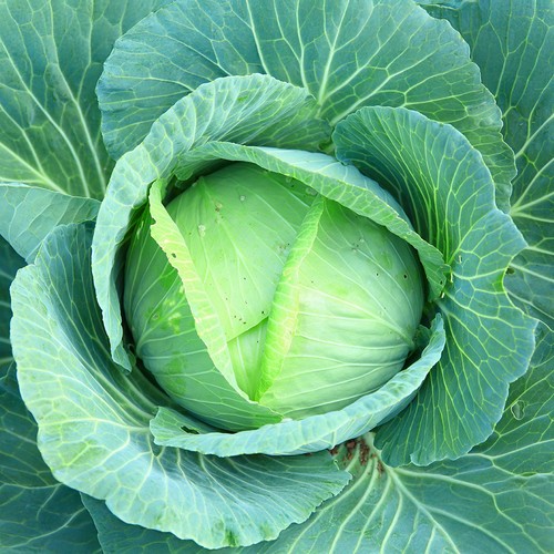 Cabbage earliest all plant - all,