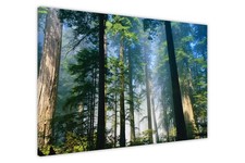 Forest Tall Trees Canvas Wall