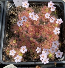 Drosera nitidula x omissa - Pygmy Sundew - Carnivorous Plant