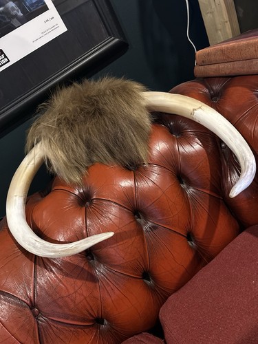 English bull horns - english, mounted