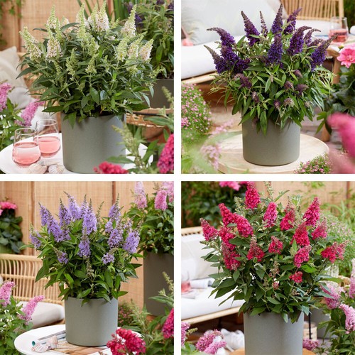 Buddleja butterfly candy - buddleja,