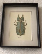 Real Green Left Insect -  Set