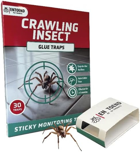 Entoend crawling insect - crawling, glue