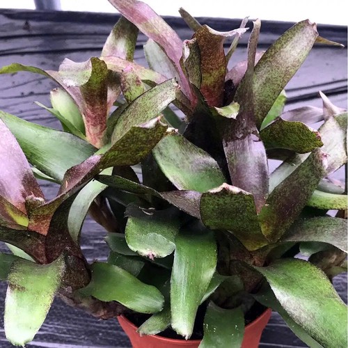 Striped fireball bromeliad - fireball,