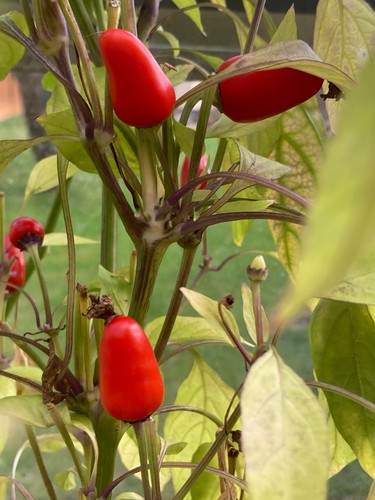 Bolivian rainbow chilli seeds - bolivian,