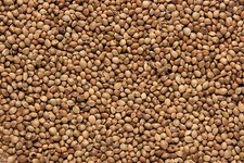 Copdock Angling Standard Hemp 15kg Rich in Oil Fishing Bait Carp