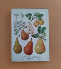 Pears and Blossom Vintage Botanical Fruit Food Plant Illustration Wall Art 1960s
