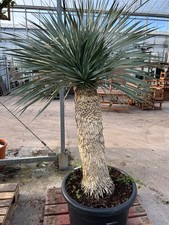 1 x Yucca Rostrata Palm Tree