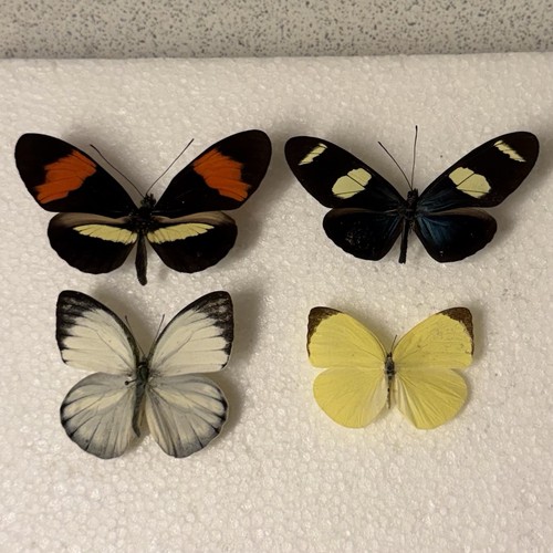 Entomology butterfly - entomology, a1