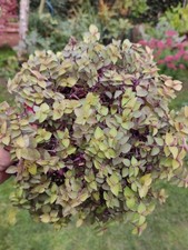  Callisia repens 'Golden' Turtle vine 12 cm pot.