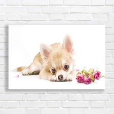 Cute Chihuahua Puppy With