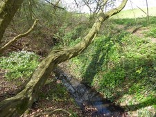 Photo A2 River Crouch near