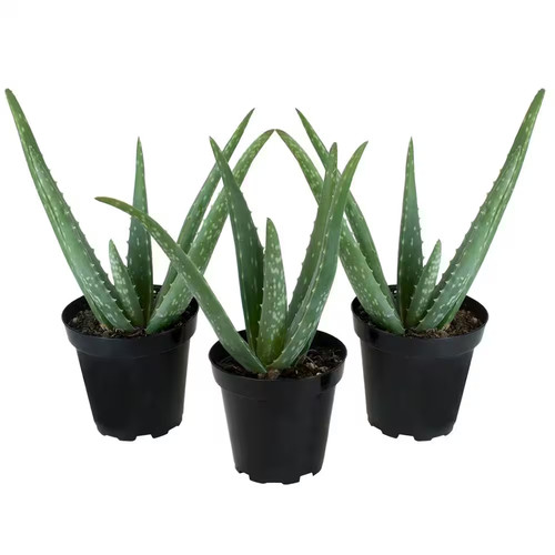 Live aloe vera succulent - live,