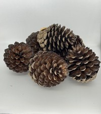 (10-12 cm) 6 pieces Large
