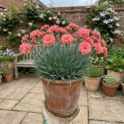 Dianthus sugar coral pot - 5l,