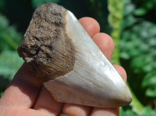 WOW, ....Genuine MEGALODON