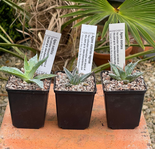 Agave collection of the - x, 3