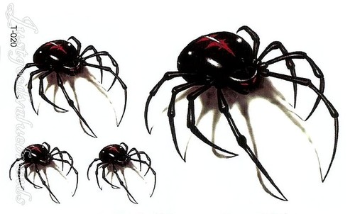 Black widow spiders - widow,