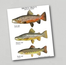 Fridge Magnet Brown Trout Art