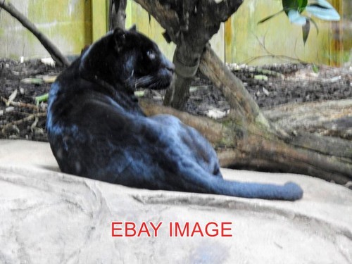 Photo chester zoo - photo,