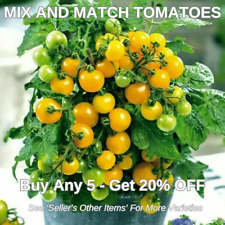 15 Aztek Micro Dwarf  Heritage Tomato Seeds - Tiny - Patio - Pots - Container
