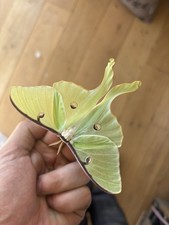 Actias Luna - Luna Moth 30x