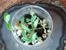 Hoya sp. aff. engleriana