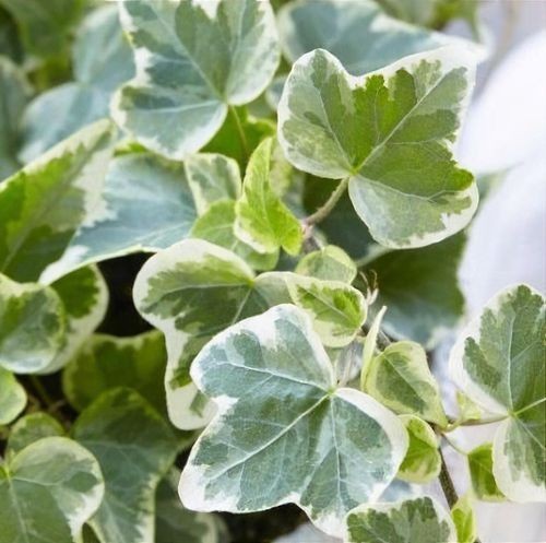 Large evergreen hardy ivy - hardy,