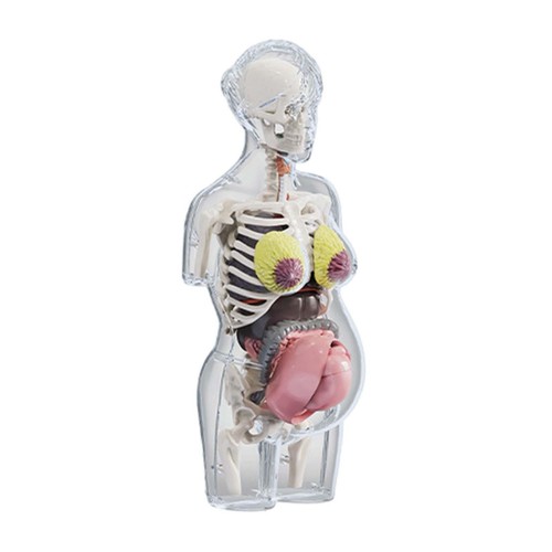Human body model vision - human,