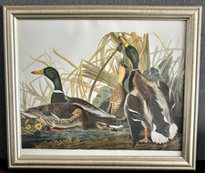 Framed Print MALLARD DUCKS by John James Audubon BIRDS