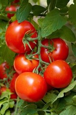  Tomato Vegetable Plants Classic round - 9cm pot 